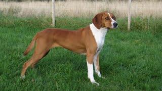 Deutsche Bracke - medium size dog breed