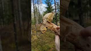 Picking amazing Wild Mushrooms of the Forest!