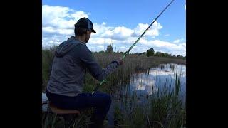 Рибалка на поплавок. Перед нерестовий клев карася на опариша і манку на удочку. Риболовля в Україні.