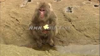 NHK VIDEO BANK - Japanese macaque washing sweet potatoes in the ocean