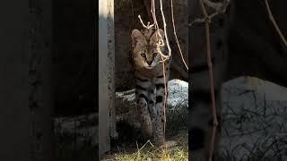 Jaké nádherné stvoření / serval stepní  #cute #cat #serval