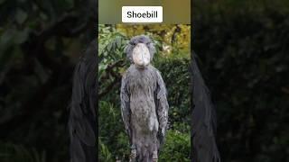 the scariest birds sounds in the world#youtubeshorts #shortsfeed #fact#factshorts