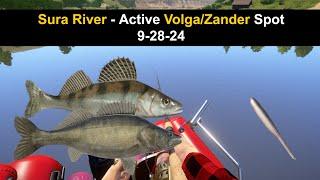 Russian Fishing 4 Sura River - Active Volga/Zander Spot  9-28-24