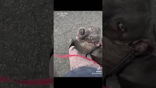 #animalshorts #shortvideo #dog #dogshorts #packlife #ytshorts #americanbully #pitlab