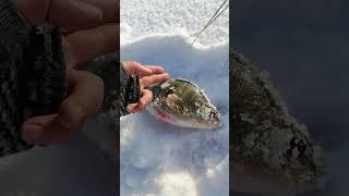 Золотые слова!  #рыбалка #bassfishing #wildanimal #рыба #fishing #animalphotography #sportfishing