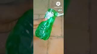 planting money plant |#NISWAN GARDENING BOY|#shorts