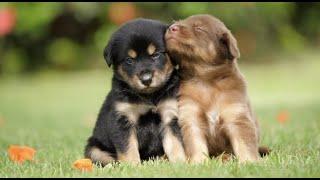 Peaceful Energetic Calming Puppies At Play With Soothing Relaxation Ambiance Classical Music