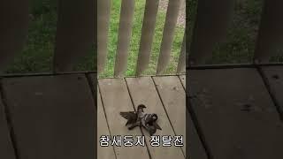 [JKTV 2회]#shorts. 참새둥지 쟁탈전 #jktv #usa #NaTuber Lee.