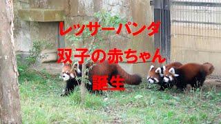 レッサーパンダのあかちゃん誕生 Birth of a baby lesserpanda(red panda)