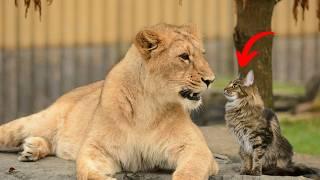 Unbelievable Cats vs Wild Animals Caught On Camera!