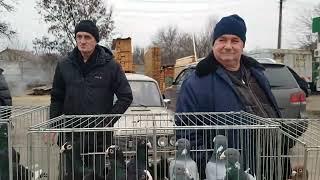 Ярмарок голубiв у м.Дніпро 29.12.24р.   Ярмарка - базар голубей и домашних животных в г. Днепр.