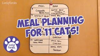 Meal Planning For 11 Cats - S7 E16 - Lucky Ferals - Life With 11 Cats