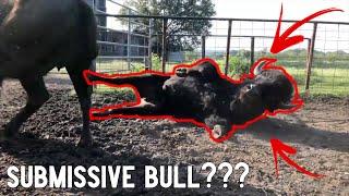 Who's the Boss? Bison Hierarchy