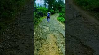 A Relaxing Walk Through Heaven's Forest  | Nature's Perfect Path
