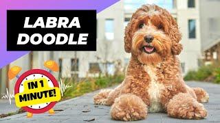 Labradoodle  The Friendliest Crossbreed Dog | 1 Minute Animals