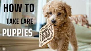 "How to Keep Your Puppy Healthy, Happy, and Active!"puppy vaccinations"