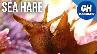 Species Spotlight - Sea hare (Aplysia punctata)