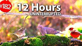 TV for Cats to Watch  Best of Uninterrupted Cat TV Videos 12 Hour Compilation of Birds @LensMyth