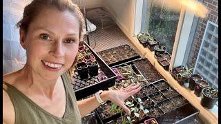 Spring Seedling UPDATE - 10 days of growth - Because you all asked for it!
