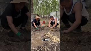 Why are the Chinese Mixing Straw into the Soil 