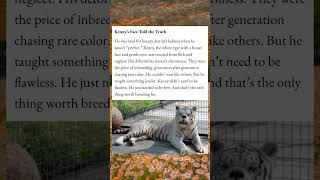 A white tiger with Down syndrome️ #wholesome #whitetiger