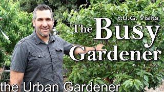 Growing an Urban Orchard | The Busy Gardener