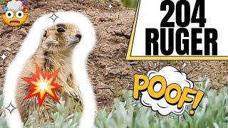 204 Ruger Explodes Prairie Dogs!!! 