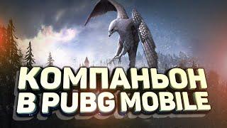 ЗАЧЕМ НУЖЕН КОМПАНЬОН В PUBG MOBILE?? КАК ПОЛУЧИТЬ БЕСПЛАТНО??