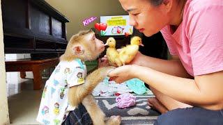 Monkey Lyly is happy to have her first friend in her new home.