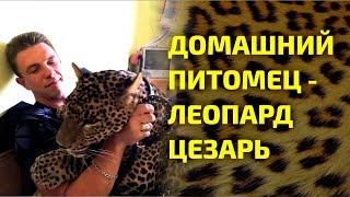 Домашний питомец  - ЛЕОПАРД ЦЕЗАРЬ / HOME PETOMETER - LEOPARD CAESAR