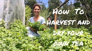 How To Harvest, Dry, And Store Your Garden Mint Tea!