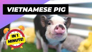 Vietnamese Pot-Bellied Pig - In 1 Minute!  An Alternative Animal To Have As A Pet | 1MinuteAnimals