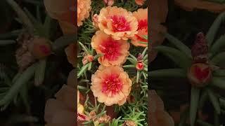 Wow beautiful moss rose blooms at garden 🪴#garden #gardenflower #shorts