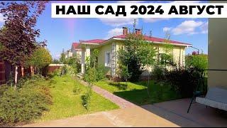 ОБЗОР НАШЕГО САДА на АВГУСТ 2024 год * ДЕРЕВЬЯ ПЛОДОВЫЕ * КУСТАРНИКИ * ТЕПЛИЦА * ГАЗОН