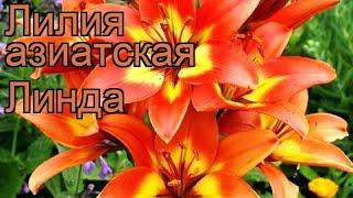 Лилия азиатская Линда (lilium)  азиатская лилия Линда обзор: как сажать, луковицы лилии Линда