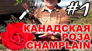 Канадская роза Champlain #1 Посадка в открытый грунт