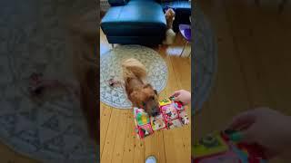 Gifts Unwrapping Time| FurBabies |They love unwrapping 