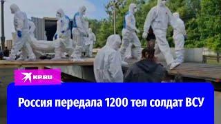 Россия передала Украине тела 1200 солдат ВСУ в рамках стамбульских договорённостей