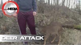 Deer Attack on Fisherman