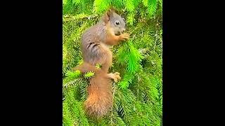 BIG SQUIRREL