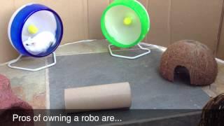 Pros And Cons Of Robo Hamsters