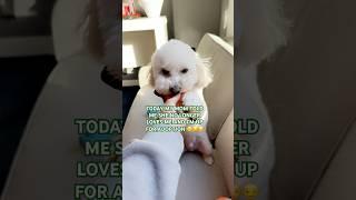 THE SAME THING  #puppy #cutedog #funny #pets #cute #dog #tiktok #newtrend #dance #dogs #petvidei