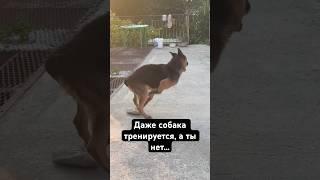 Даже собака тренируется, а ты нет ( #мотивация #спорт #овчарка