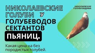 Николаевские голуби у голубеводов сектантов  пьяниц. Какая цена на без породистых голубей.