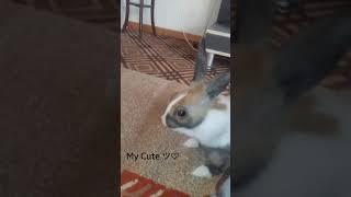 My cute