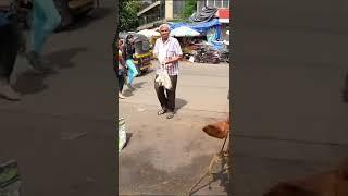 Seara Travels Reacts to #Cows in Indian Streets  #India