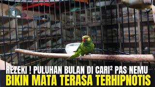 REZEKI HABIS PULANG ! SIAPA YG GAK BAHAGIA TIBA² NEMU BURUNG LANGKA DAN DI CARI SEMUA ORANG !