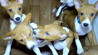 Весёлые щенки БАСЕНДЖИ. (африканская нелающая собака). Funny Basenji puppies.