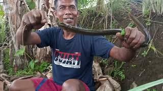 MANCING BELUT TERHEBOH, ENDINGNYA BIKIN NGAKAK