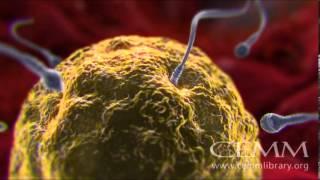 Pregnancyatoz.org: Conception